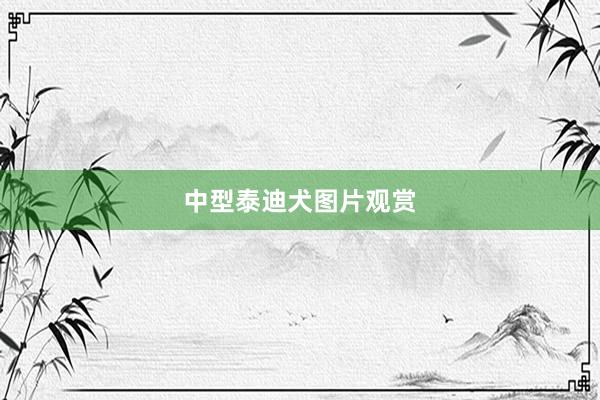 中型泰迪犬图片观赏